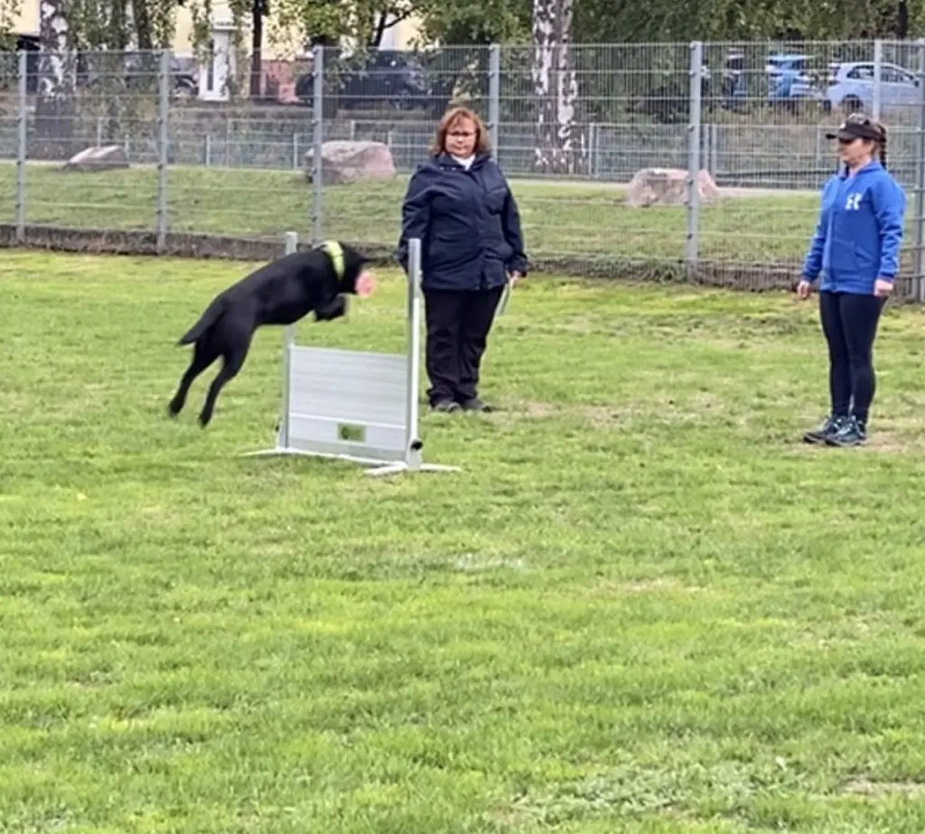 Hundeausstellung