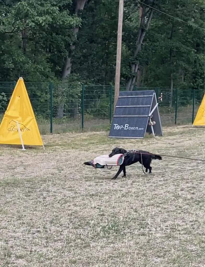 Hunde