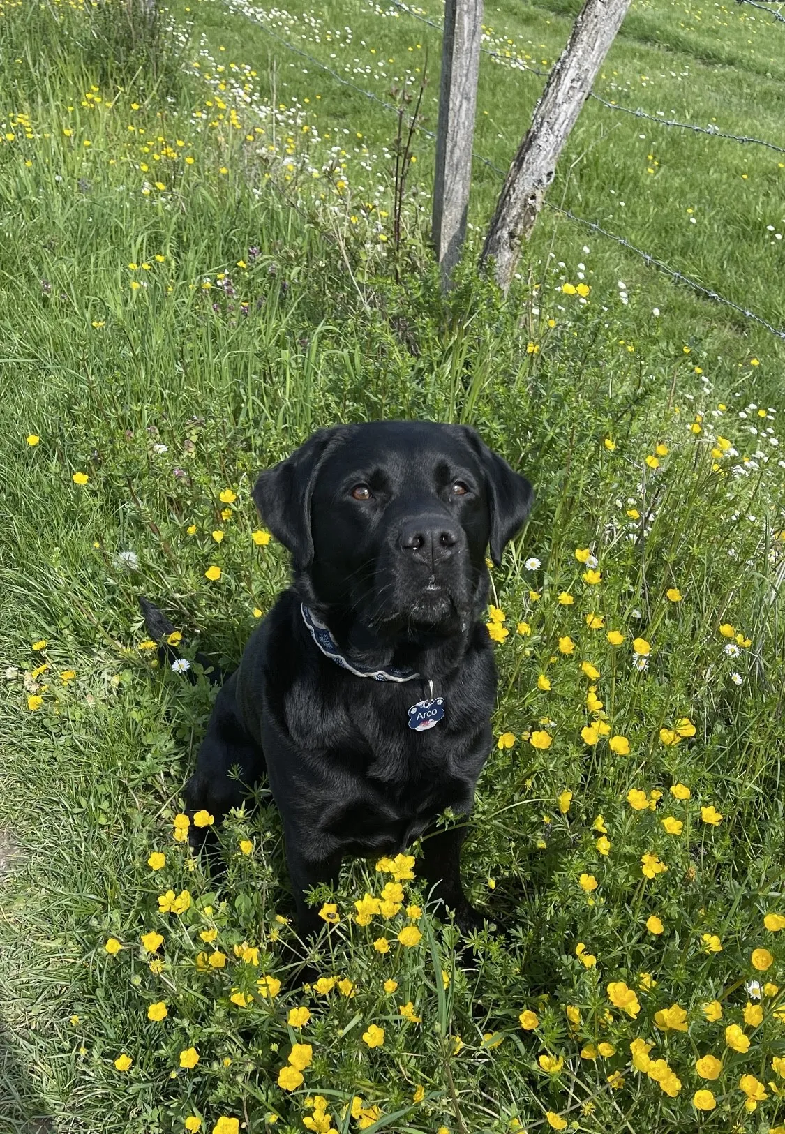 Labrador vom Hopfenberg Team