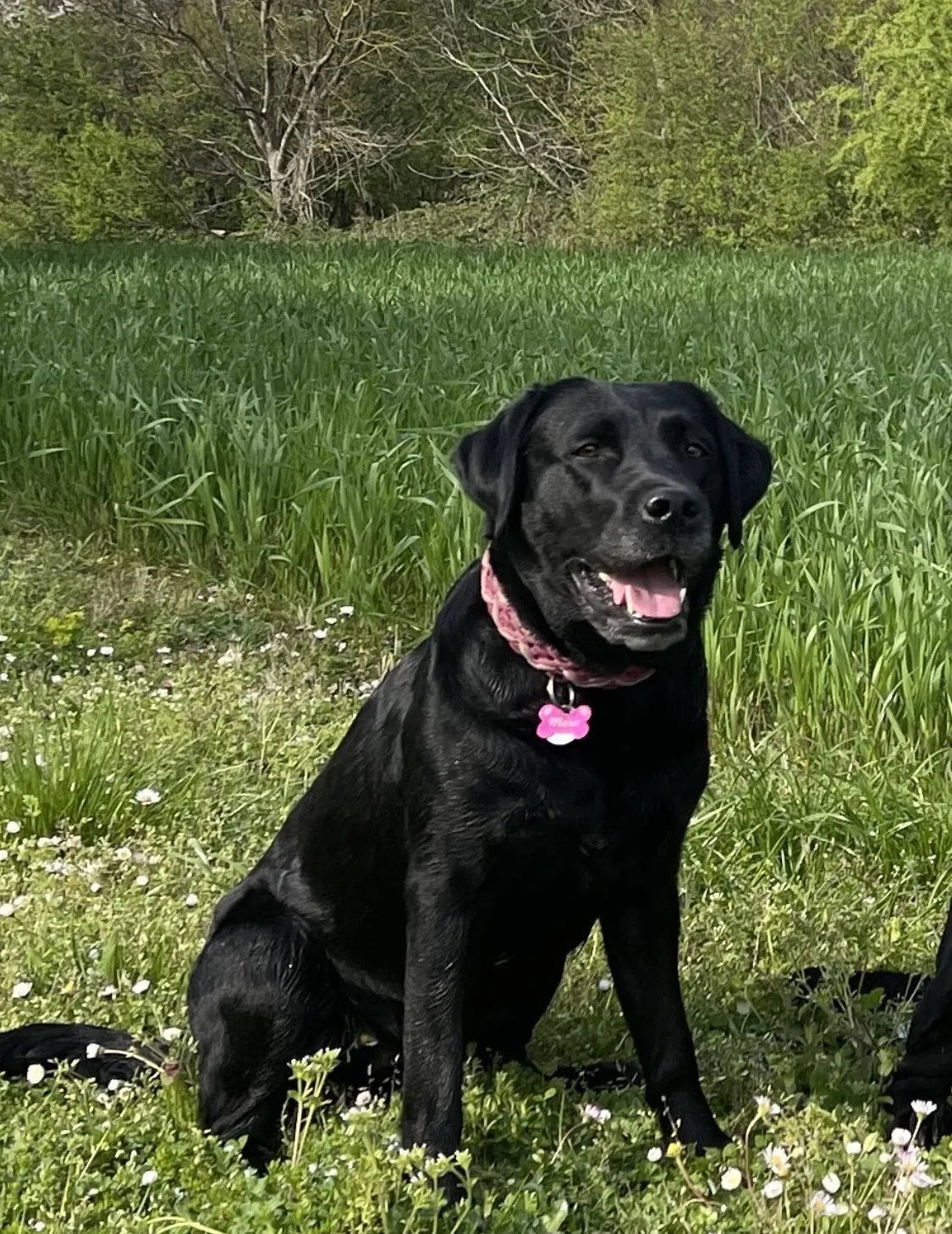 Labrador vom Hopfenberg Team